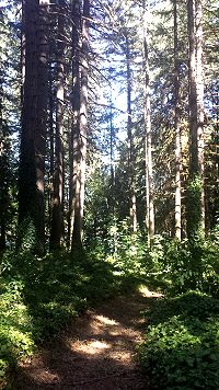 Otto's trail to the lake in Oregon