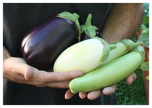 eggplant harvest