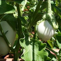 Growing Eggplant in the Desert