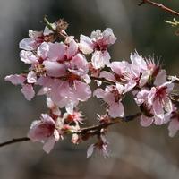 nectarineBlossomsGames_1695x.jpg