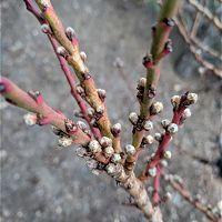 nectarine_blossoms_forming_200x200.jpg