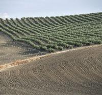 oliveFarm_P8HSFUC_270x250.jpg