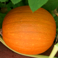 The Joy of Growing Pumpkins