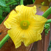 Edible Squash Flowers