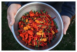 Bowl of Dried Peppers