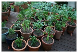 Pepper Plants in Pots