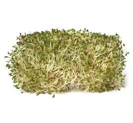 Alfalfa Sprouts