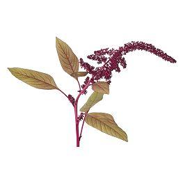 Amaranth