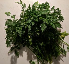 Chervil