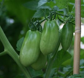 Tomatoes, San Marzano